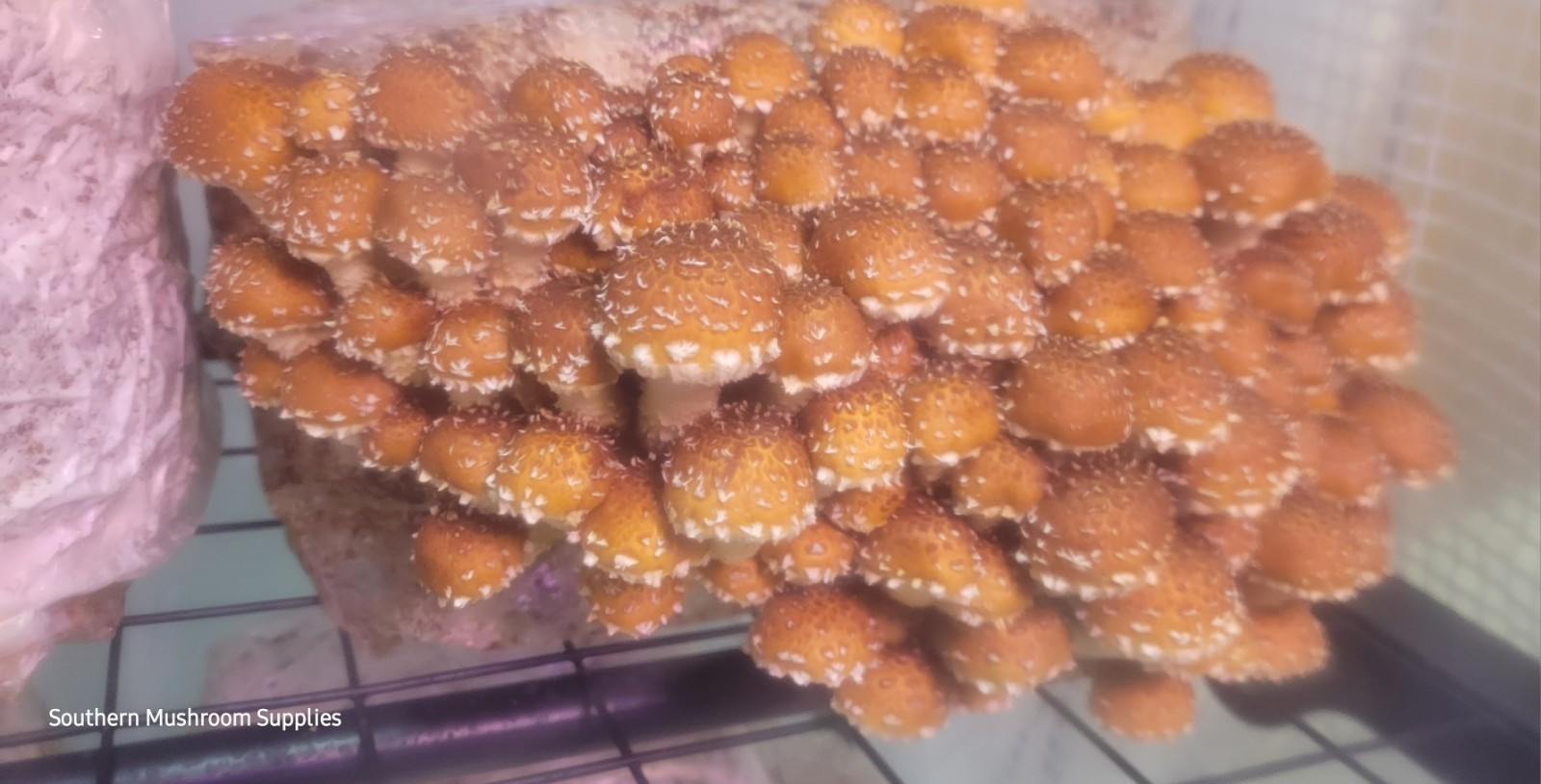 Chestnut Mushroom 2 For 1 Liquid Culture Syringes