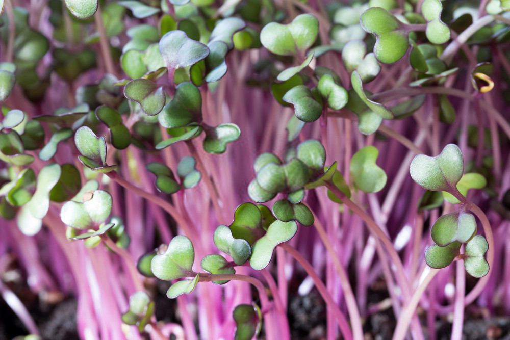 Rambo Radish 4 Ounce Microgreen Sprouting Seeds