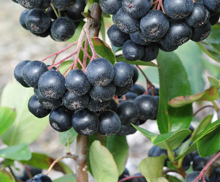 Black Chokeberry Live Plant – 9-12″ Tall – Ornamental and Fruit Shrub for Landsc