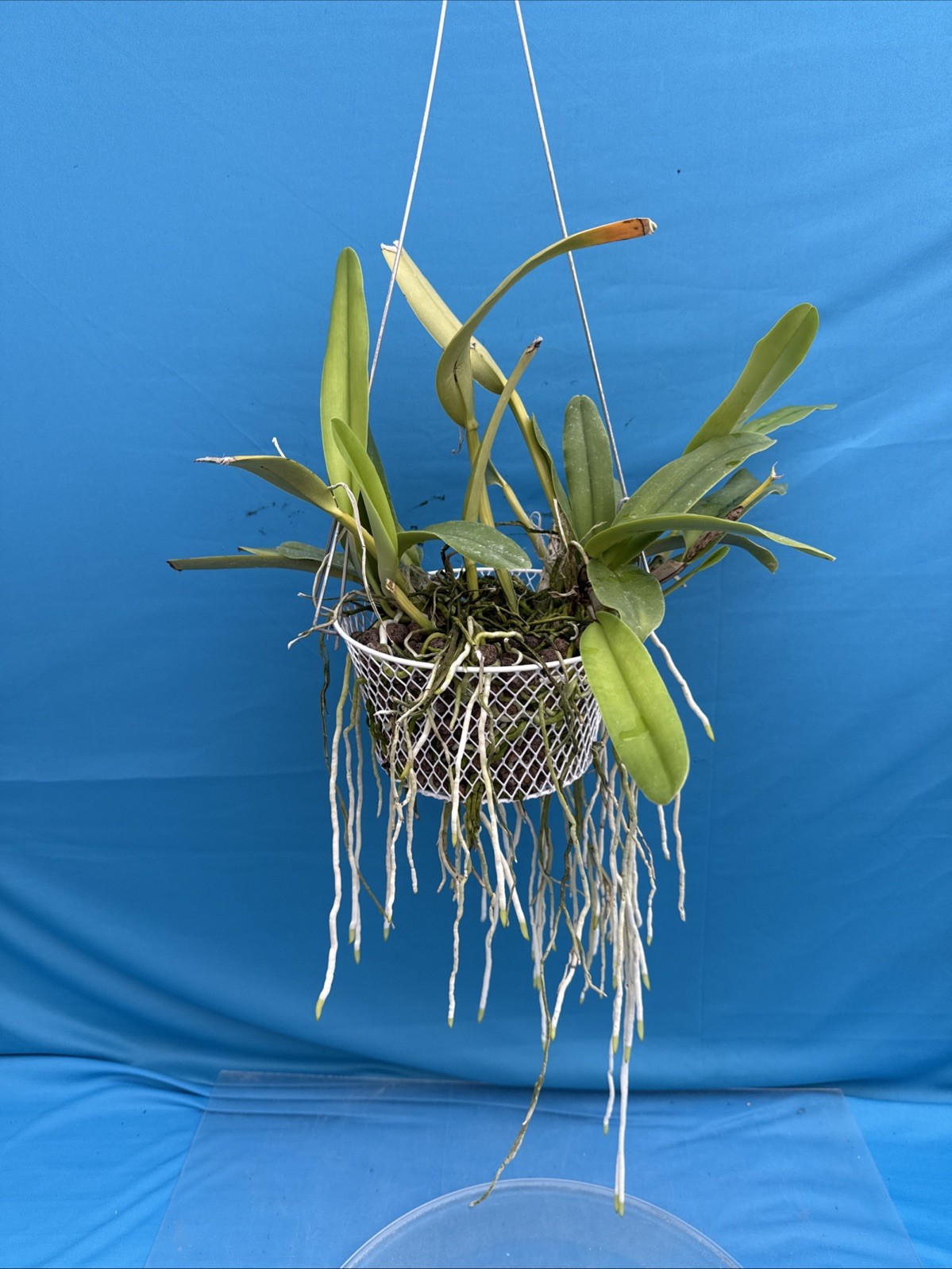 Cattleya maxima albescens ‘Koenigin Sylva’ SM/DOG White Orchid Species 9” Basket