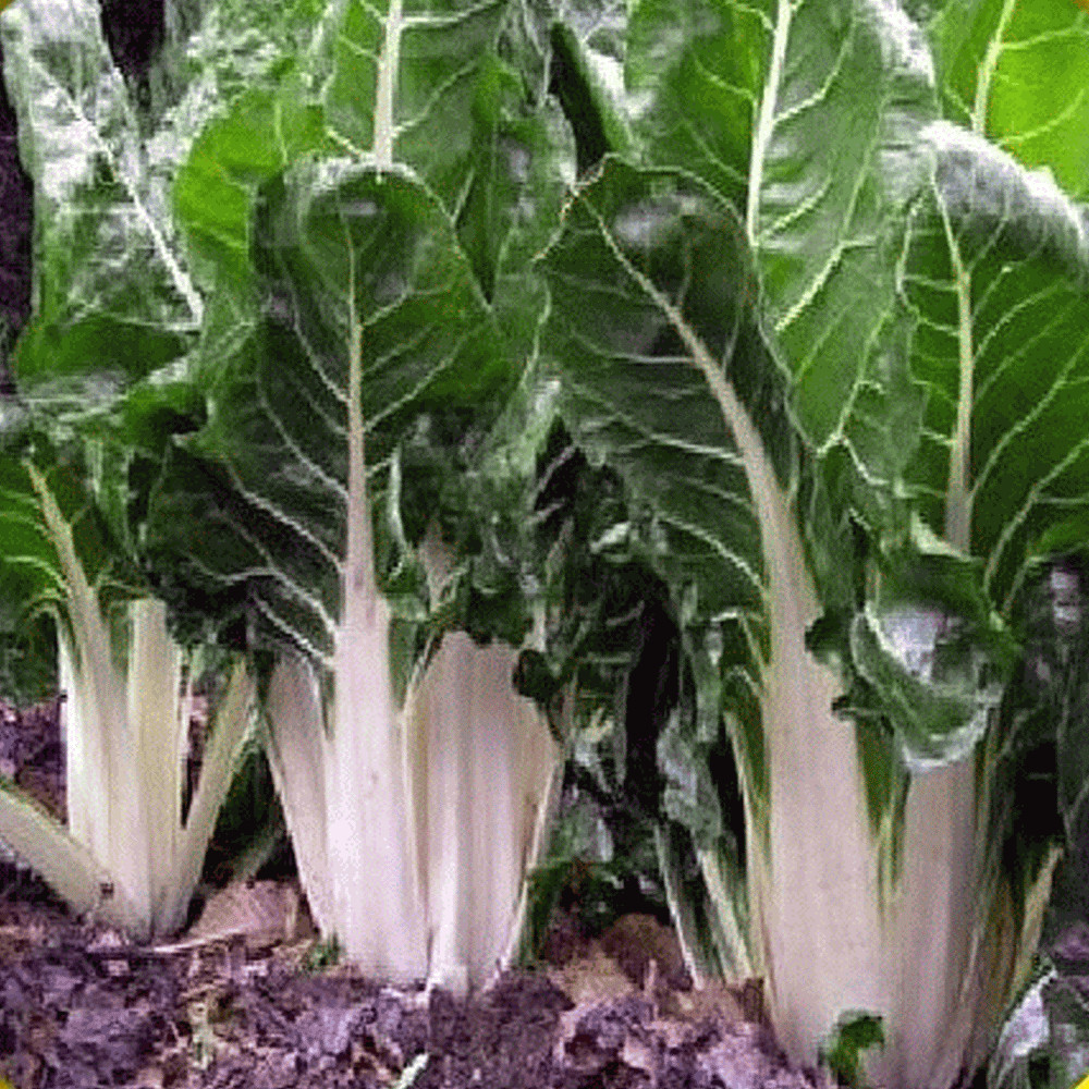 SWISS CHARD LUCULLUS CHARD SEEDS 50+ SEEDS Beta vulgaris subsp. cicla