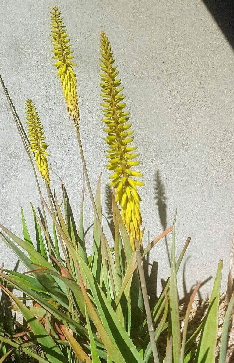 ALOE VERA PLANT & PUP~ BARBADENSIS MILLER STOCKTON- Yellow ~ MEDICINAL~ AZSIERRA