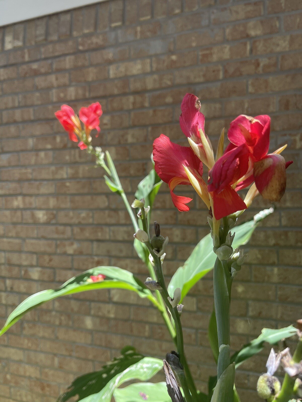 Assorted Canna (12) Seeds~Different Colors With Tracking