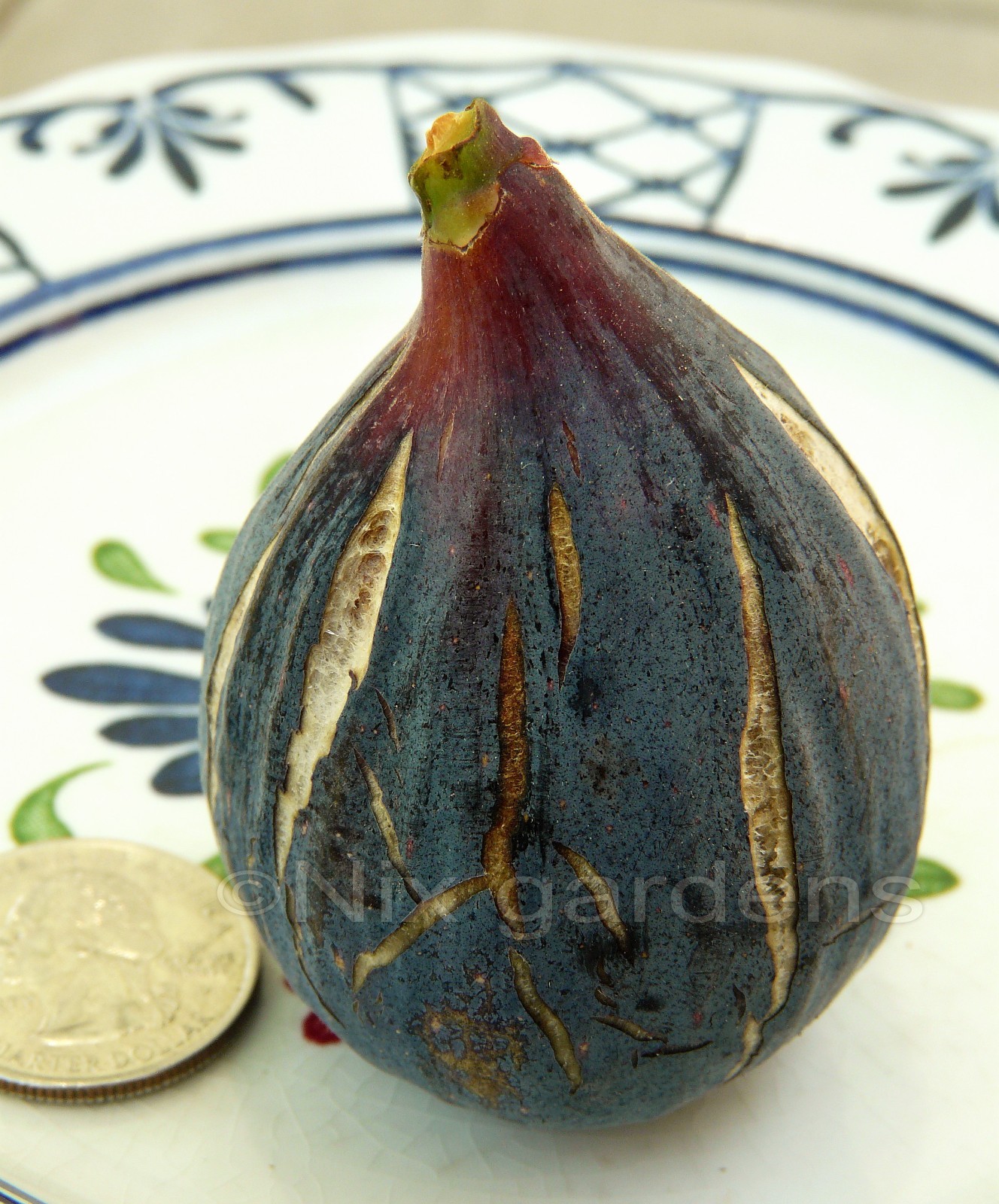 BULK “LEBANESE BLACK/PURPLE” HEIRLOOM FIG TREE (6x) Cuttings-Vigorous & Prolific