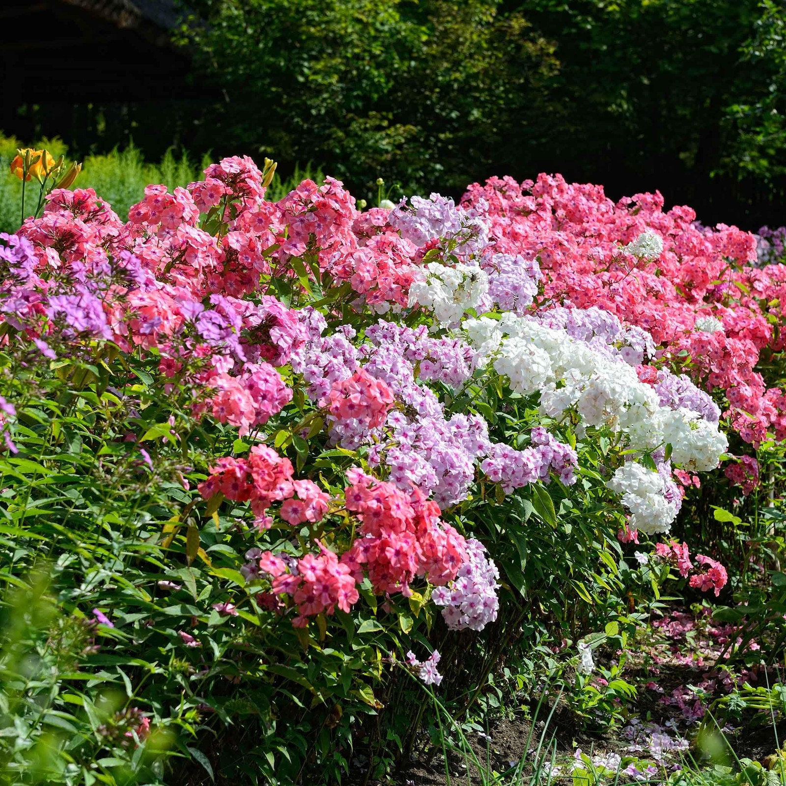 Mixed Phlox Seeds for Planting – Phlox Seeds Creeping Perennial Ground Cover …