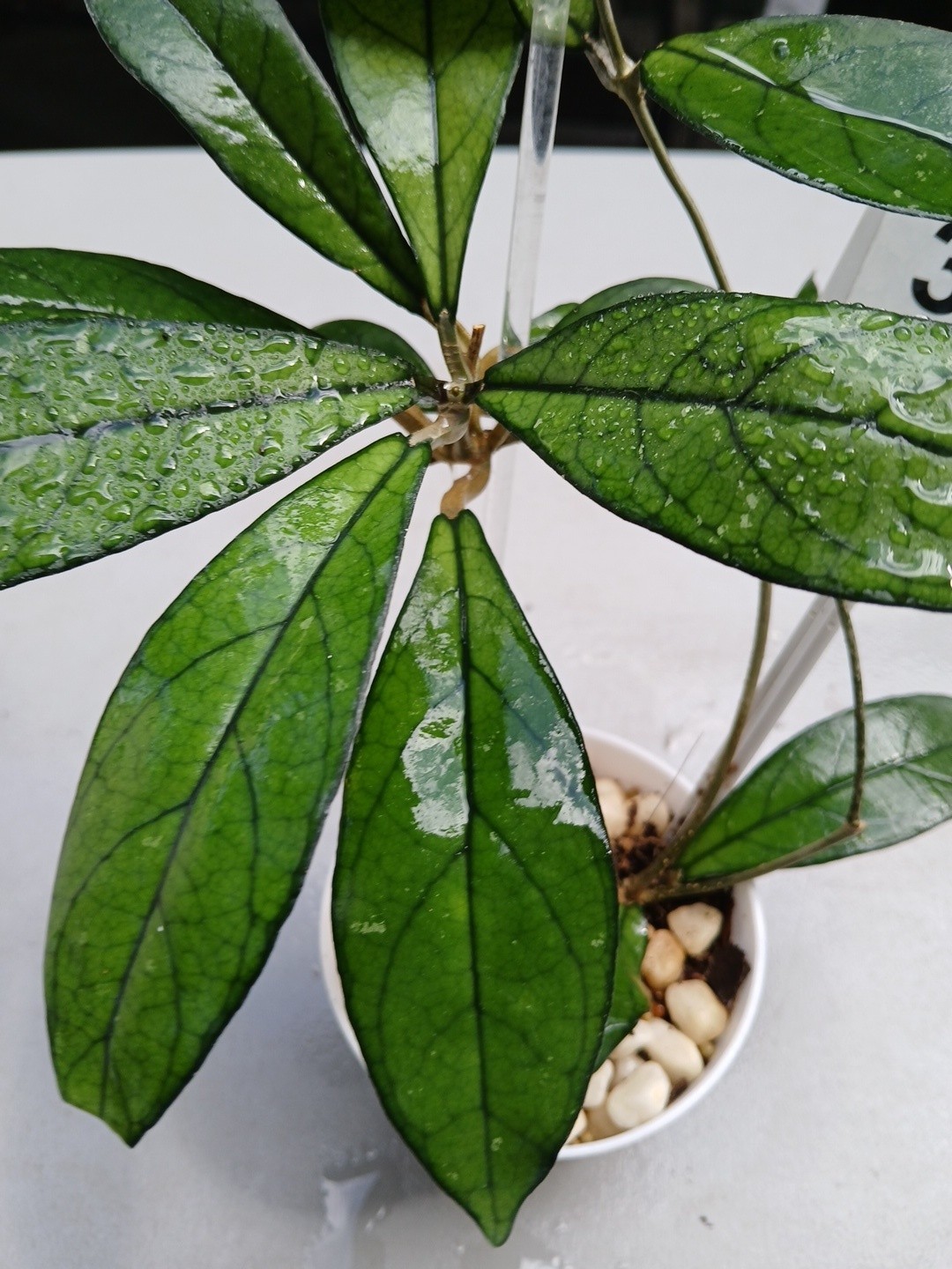#360- Hoya CRASSIPETIOLATA Green LIVE PLANT,