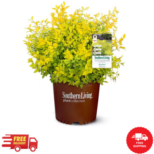 2.5 Qt. Sunshine Ligustrum, Evergreen Shrub, Bright Golden-Yellow Foliage