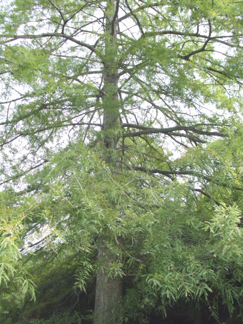 25 DAWN REDWOOD SEEDS – Metasequoia glyptostroboides
