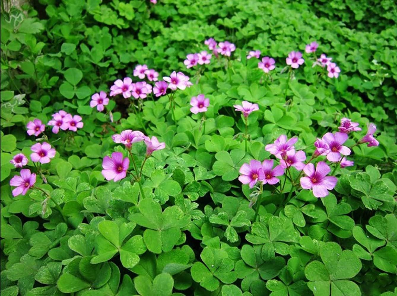 Green Shamrock Bulbs 15 Luck Oxalis to Plant, Easy