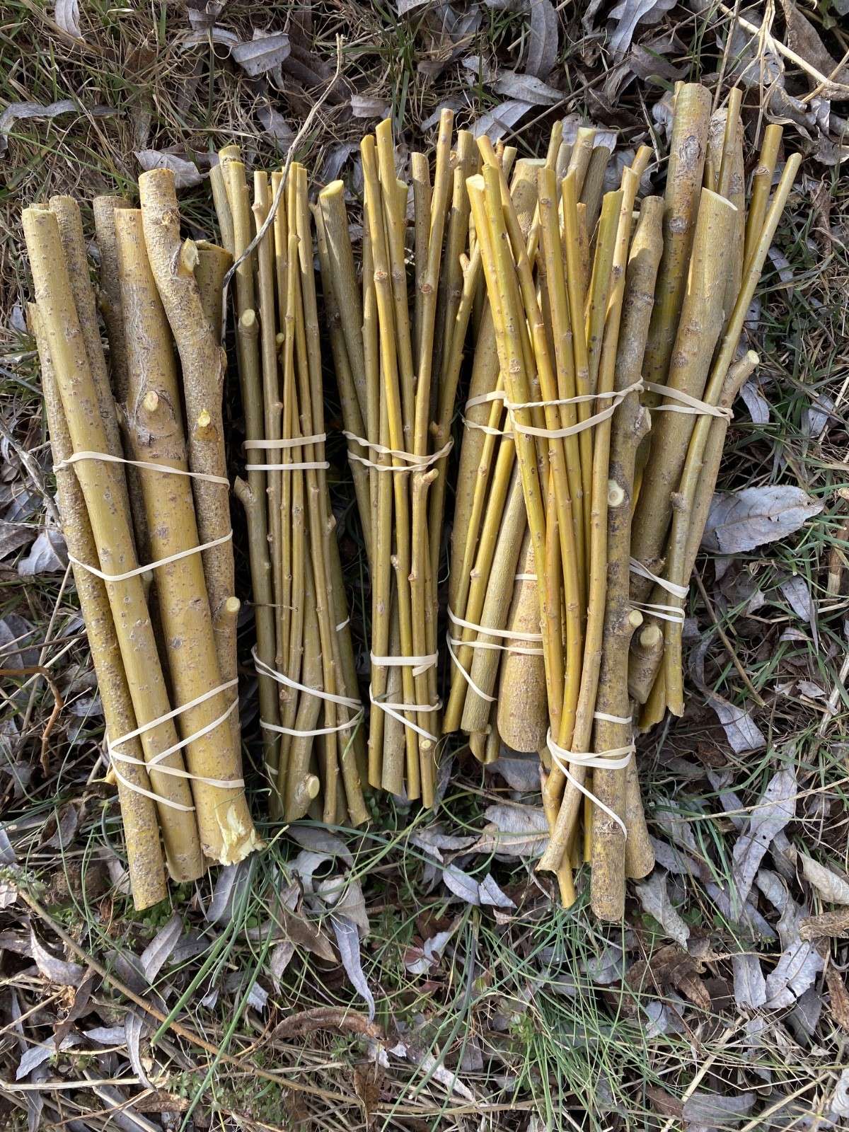 10 Fresh Pussy Willow cuttings unrooted easy to root