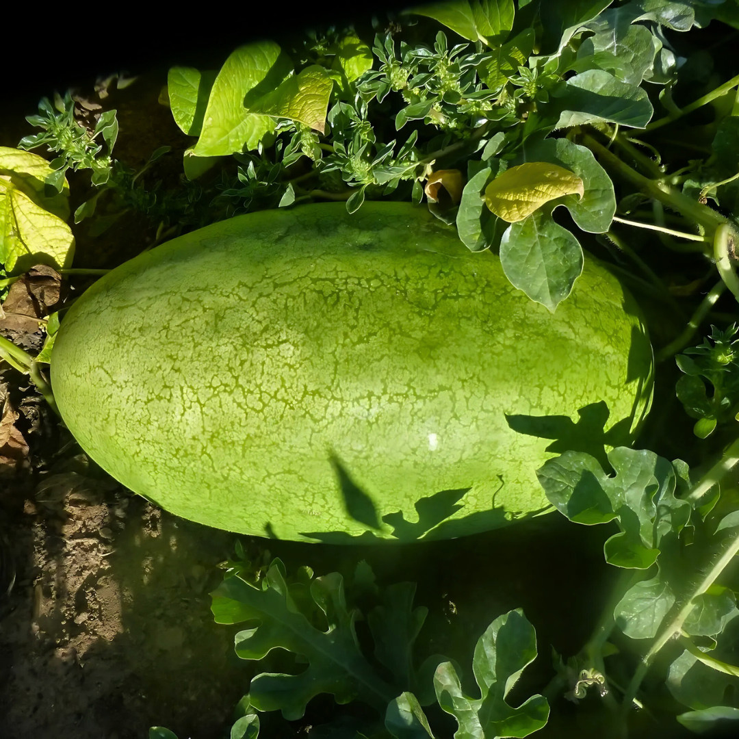 Fresh Charleston Grey Watermelon Seeds | Heirloom Non-GMO | Fresh Fruit Seeds