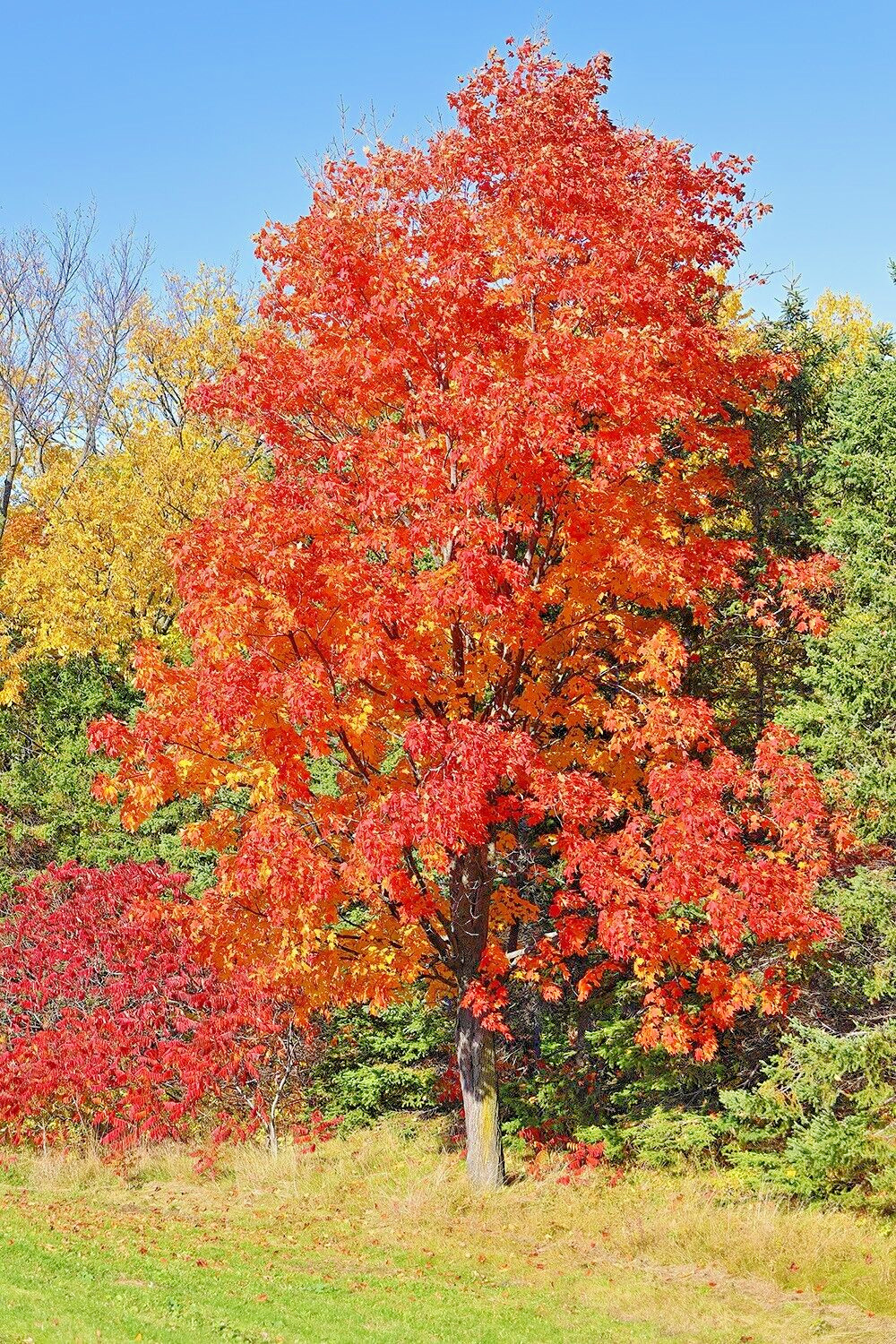 Northern Sugar Maple Tree | Premium Seeds | Acer saccharum ‘Fall’ | Plants’®