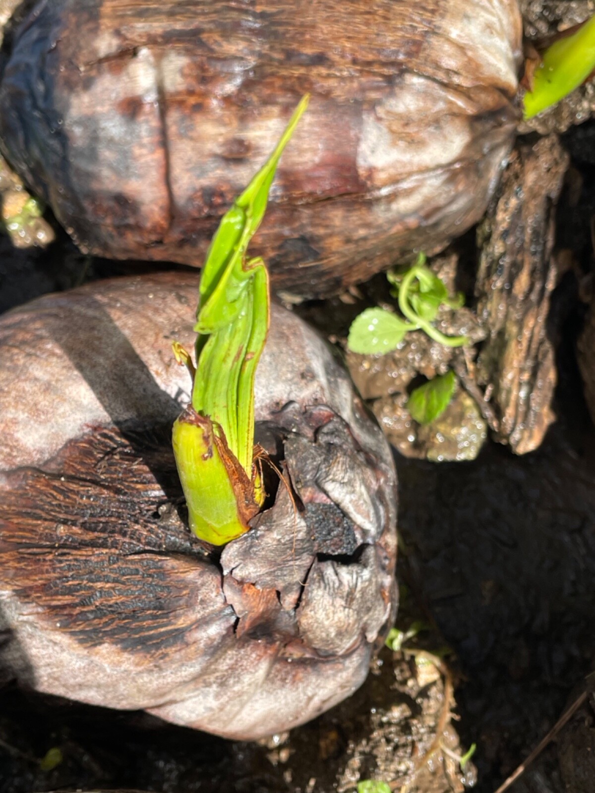 4 Dwarf Organic Coconut seed sprouted from Puerto Rico