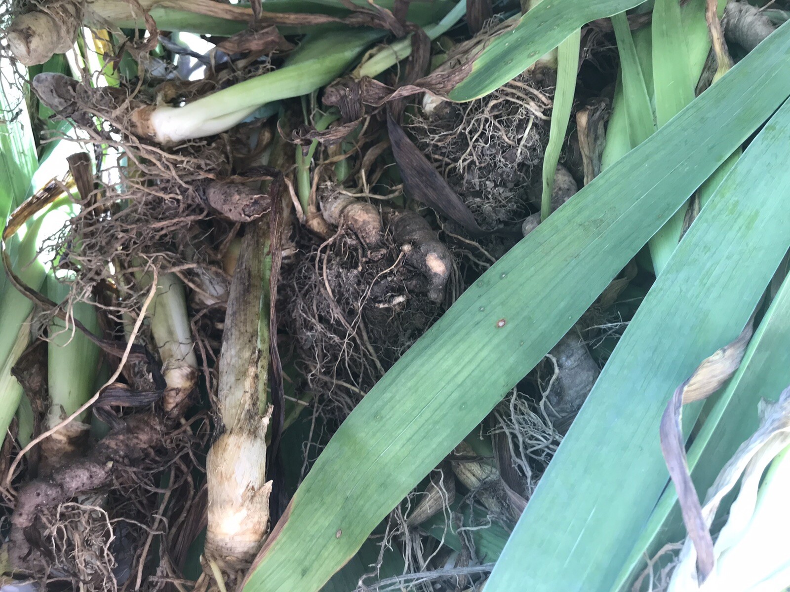 Irises , Iris bulbs with shoots, One Full Medium USPS Flat Rate Box