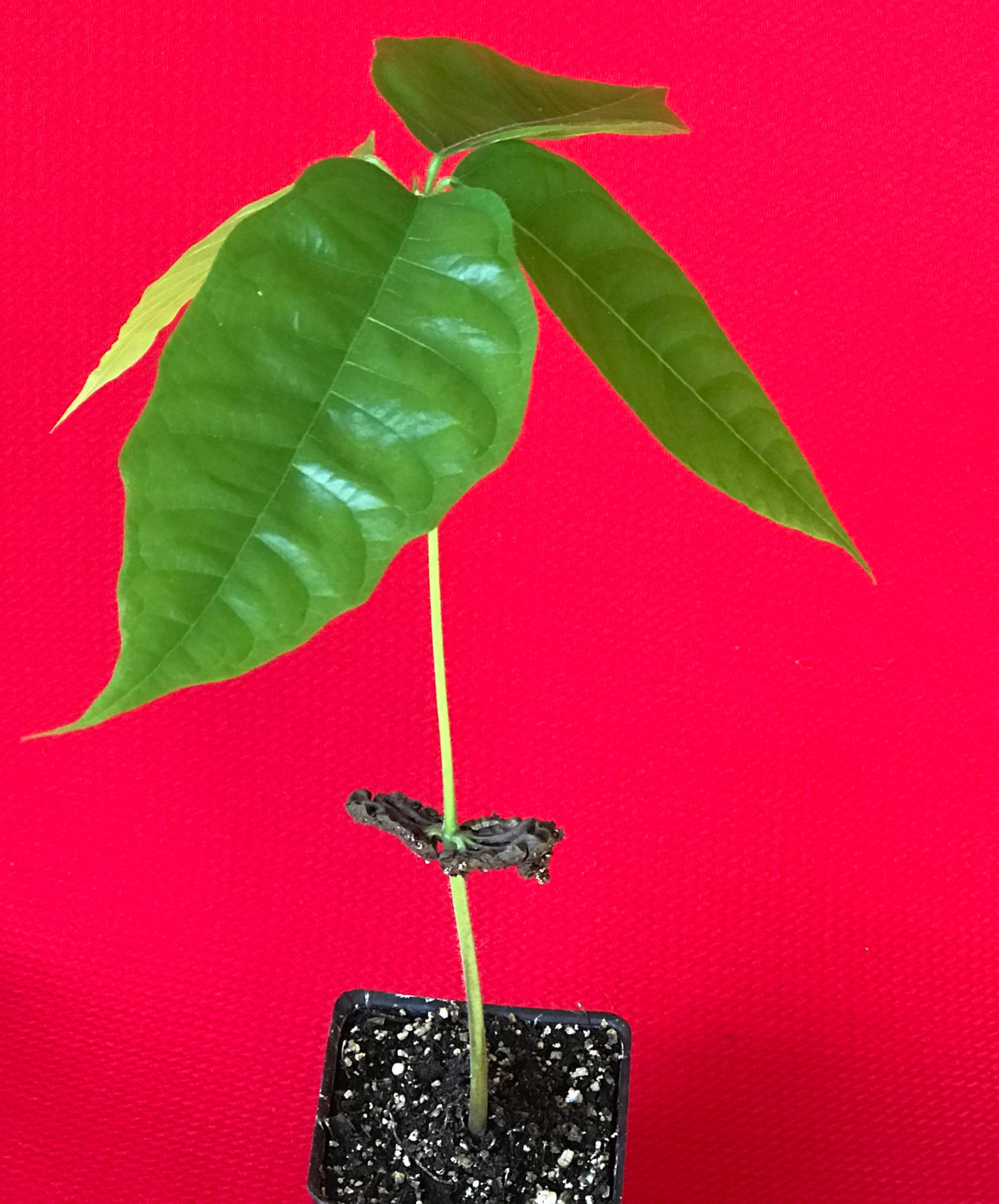 Yellow Theobroma Cacao Cocoa Chocolate Tropical Fruit Tree Potted Plant 8-13″