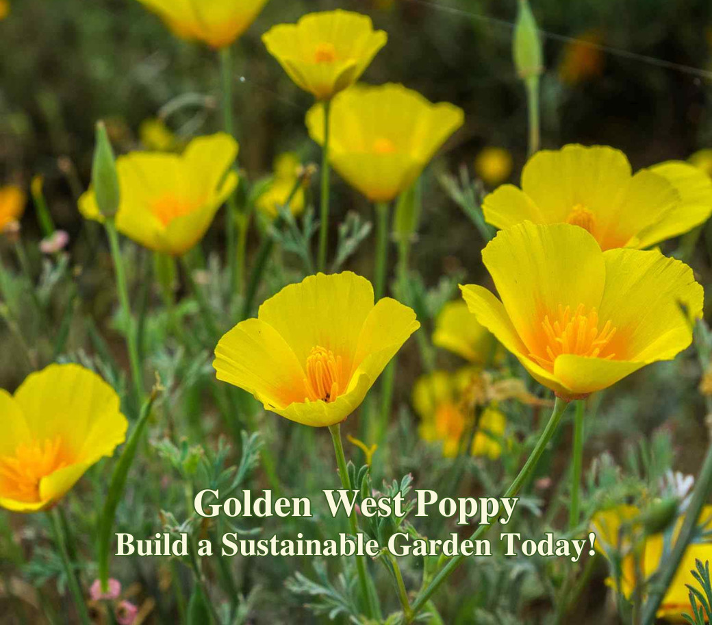 California Coastal Wildflower Seed Mix for Native Seaside Pollinator Gardens