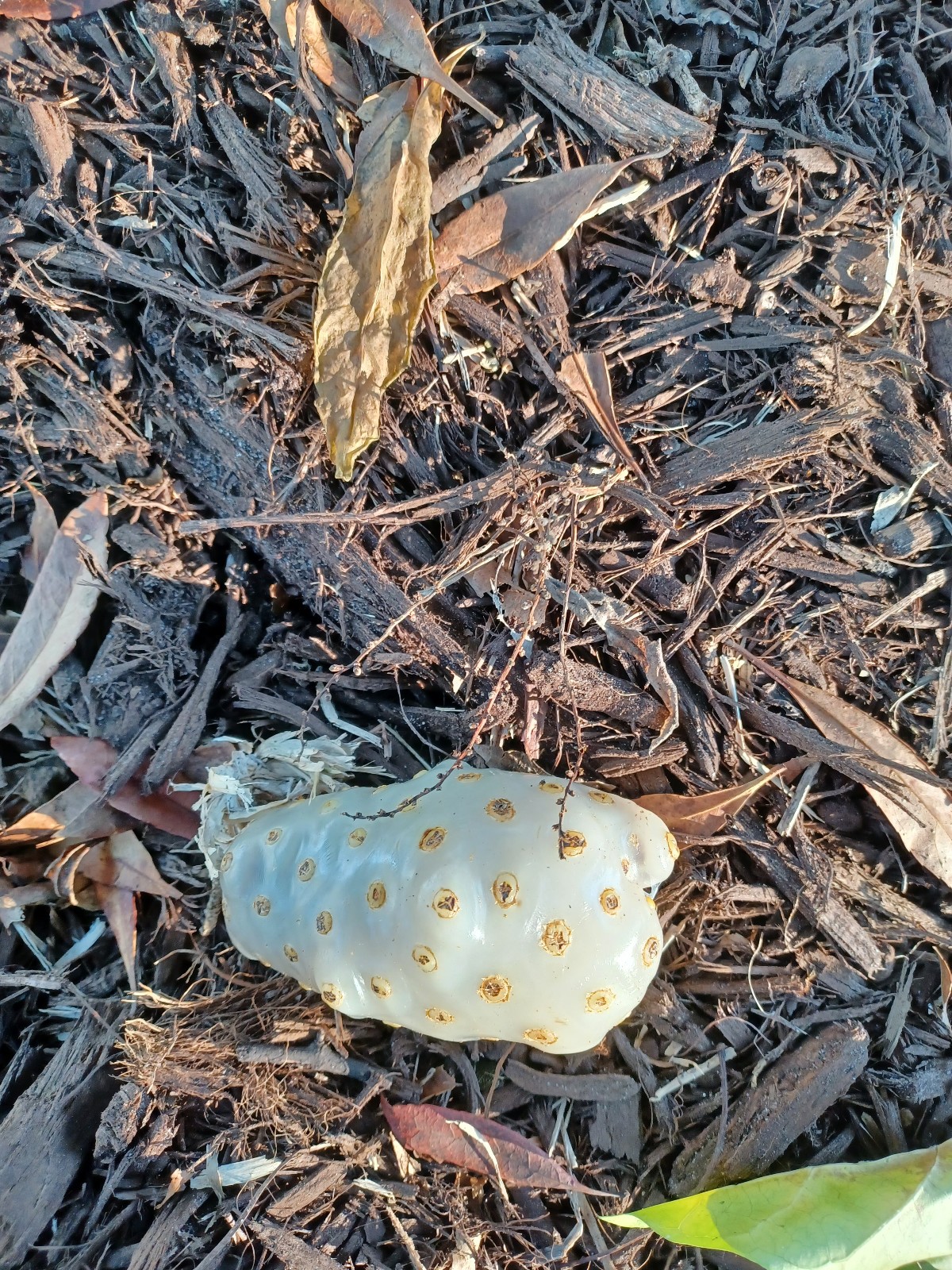 25 Noni Seeds, Morinda citrifolia (Gathered 2025)