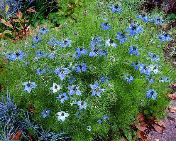 Nigella damascena | Hair of Venus | love-in-a-mist | Ragged Lady | 100 Seeds
