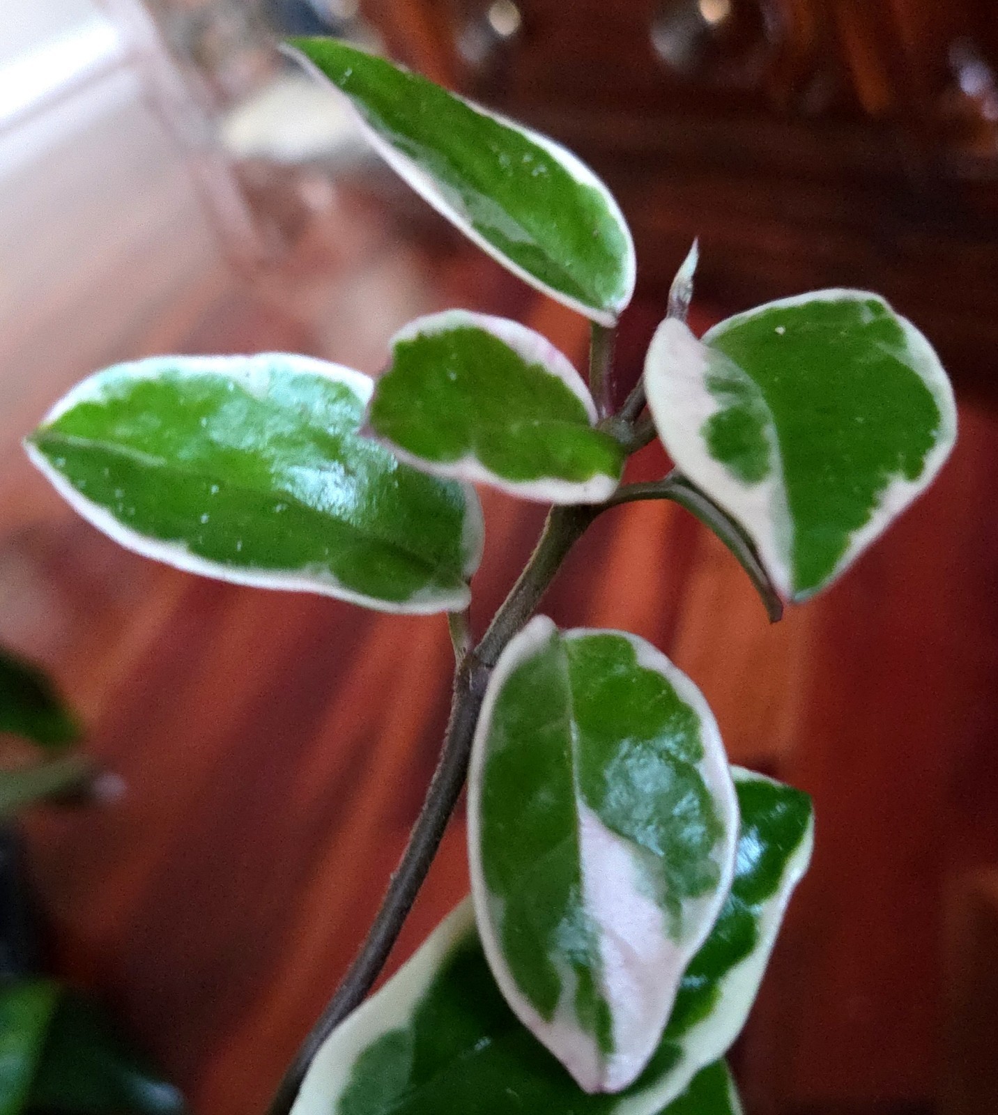 Rare Hoya Suzie Q Hybrid 8″ Tall Not Monstera Philodendron Aroid Anthurium