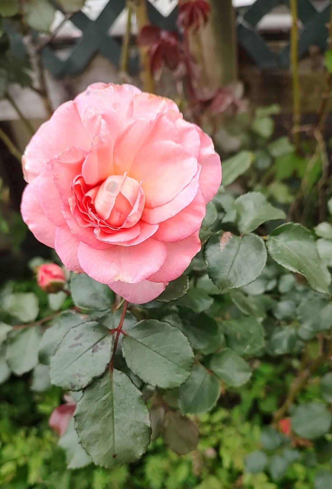 3 Cuttings of Arizona Rose Ready To Root Make Your Own Plants!