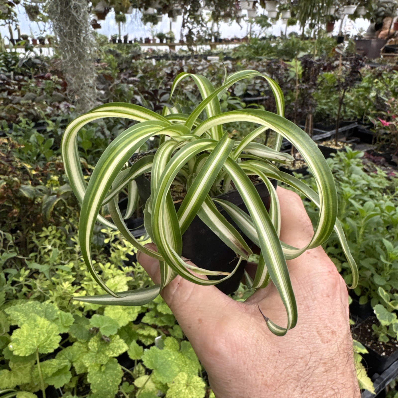Curly Spider Plant – Chlorophytum commosum ‘BONNIE’