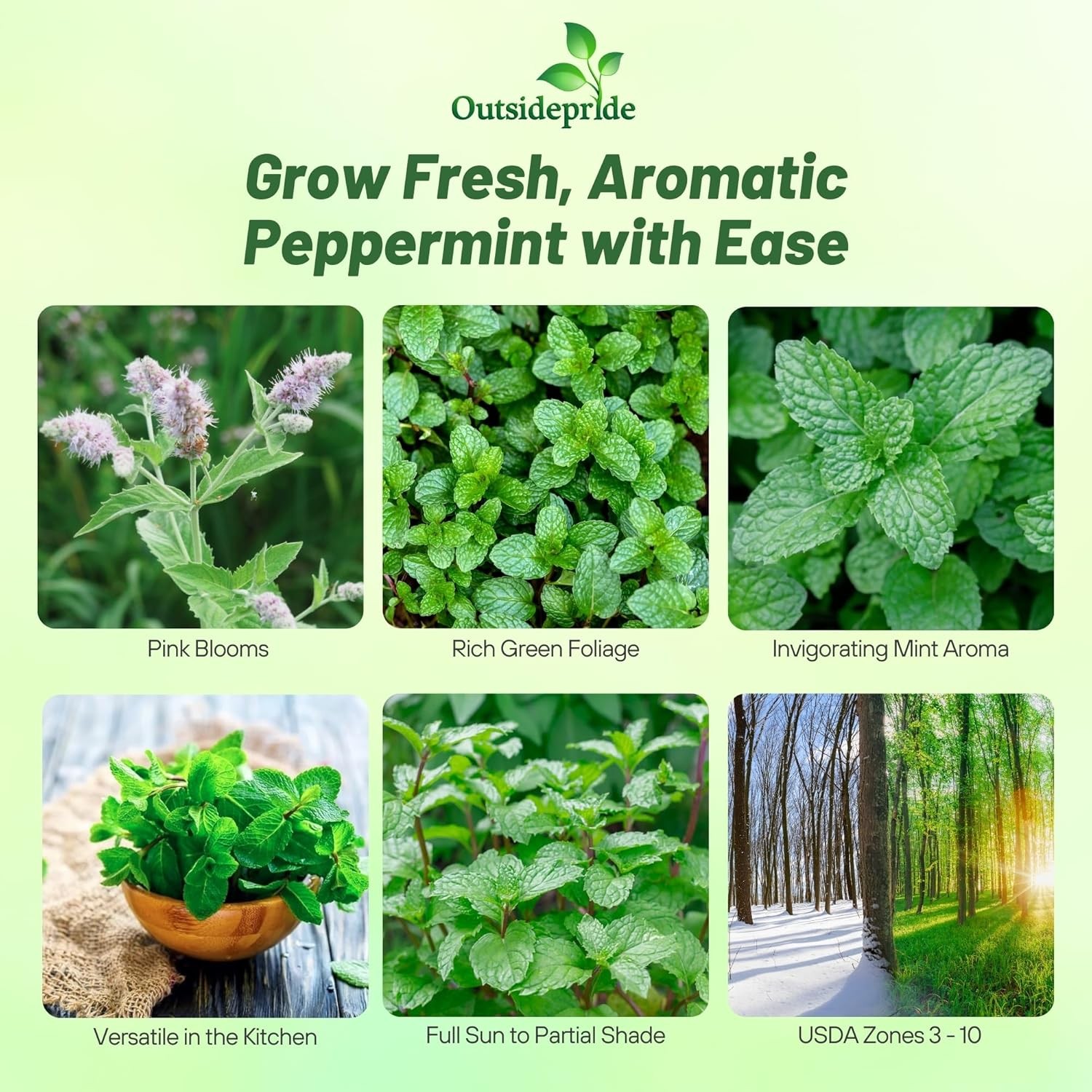5000 Seeds Peppermint Seed – Mentha Piperita Herb Seeds