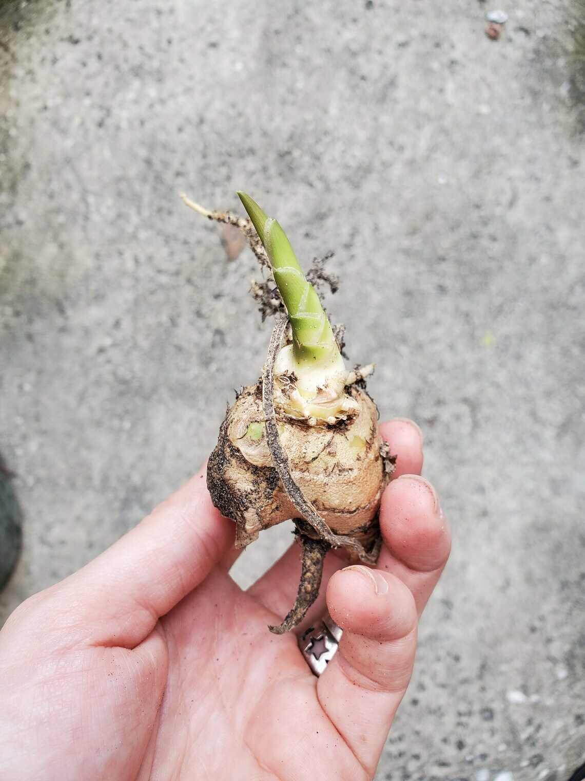 1ct Shampoo Ginger Rhizomes, Zingiber Zerumbet, Pine Cone, Free Ship