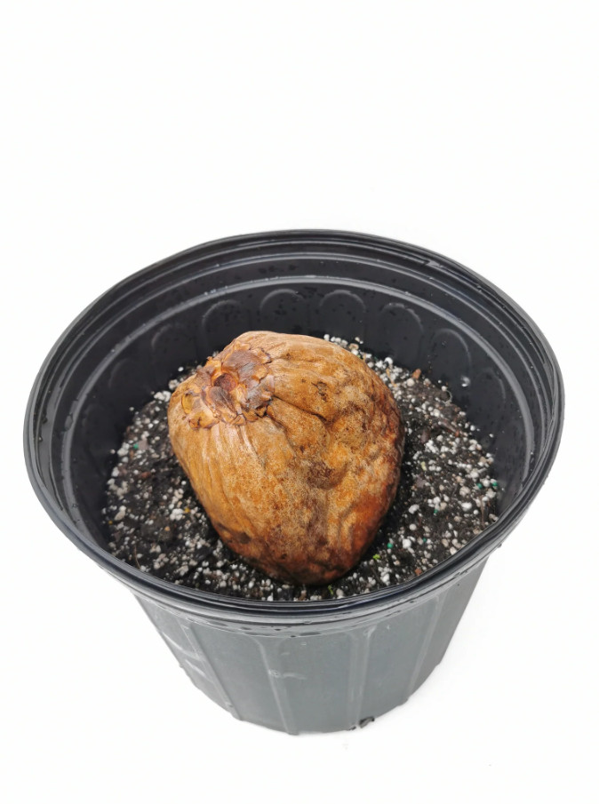 🥥 1 Dwarf Green Malayan Coconut Seed – Tropical Edible Palm – Unsprouted