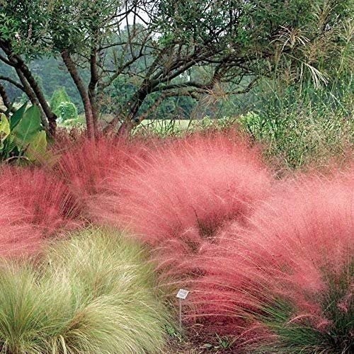 Muhly Grass | 2 Inch | 30 Live Plants | Muhlenbergia | Ornamental Border
