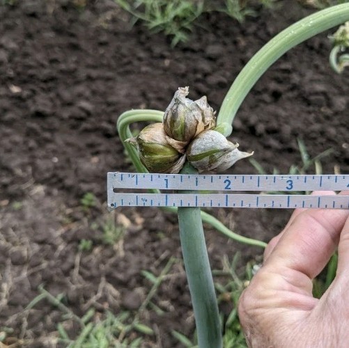 50 ~Large~ Seeds/Bulbils Egyptian Walking Onions, Organic, 2026 topsets harvest
