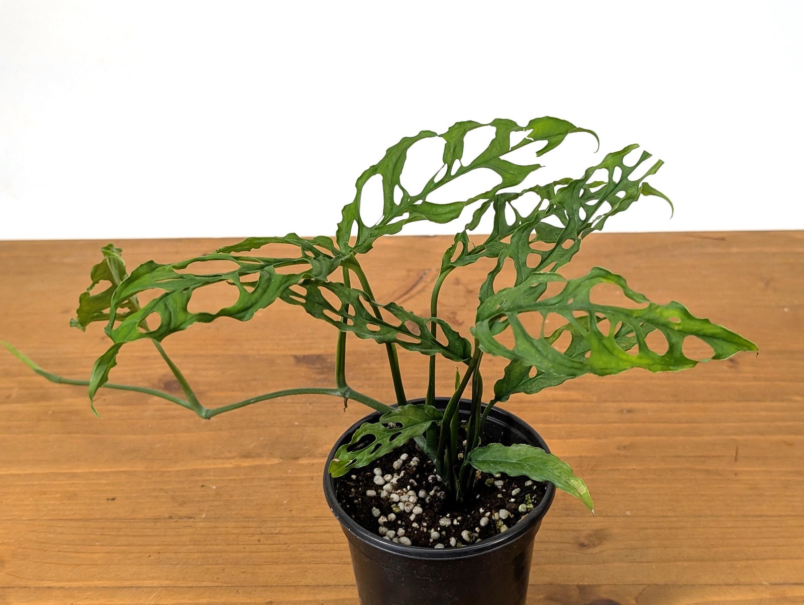 Stunning Monstera Obliqua Peru in 4 inch pot – Live Rare Tropical Aroid Great