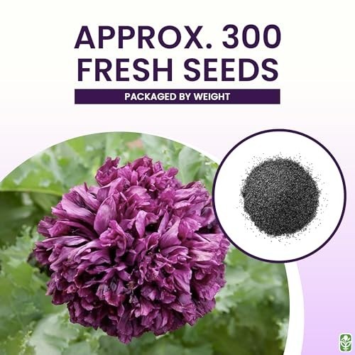 Tall Dark Purple Black Beauty Poppy Seeds – 300 Fresh Flower Seeds for Planting