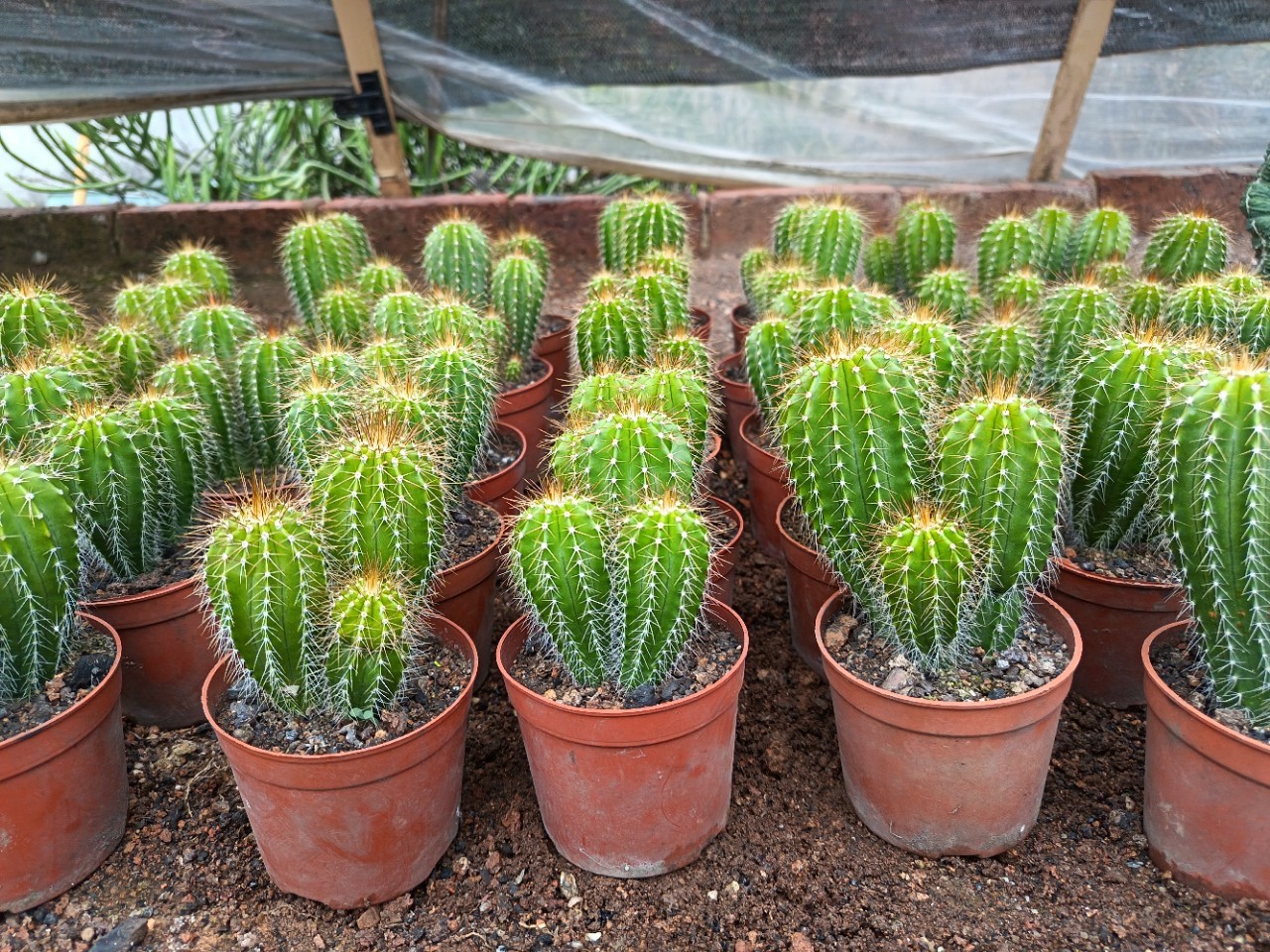 Neobuxbaumia polylopha Starter Plants Rare Columnar Cacti Succulent Live Plant