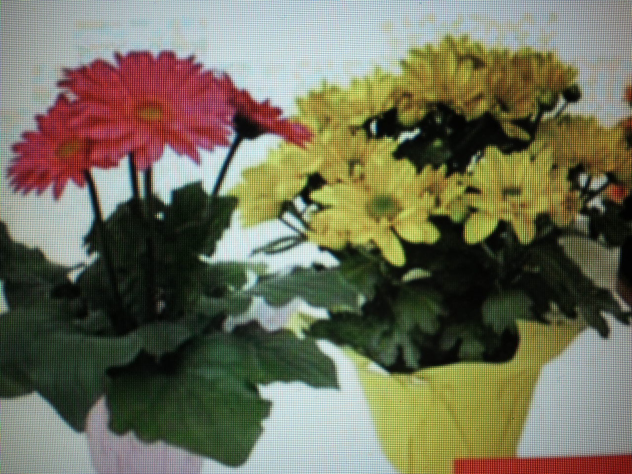 Mums in 8″ Container (One Count, Selection varies depending on season)