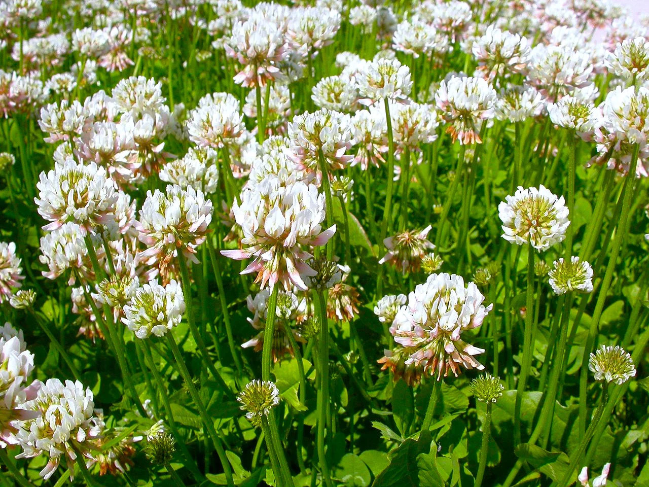 Dutch White Clover Seeds – For 2025 Planting Lush Lawn Cover Landscape Clovers