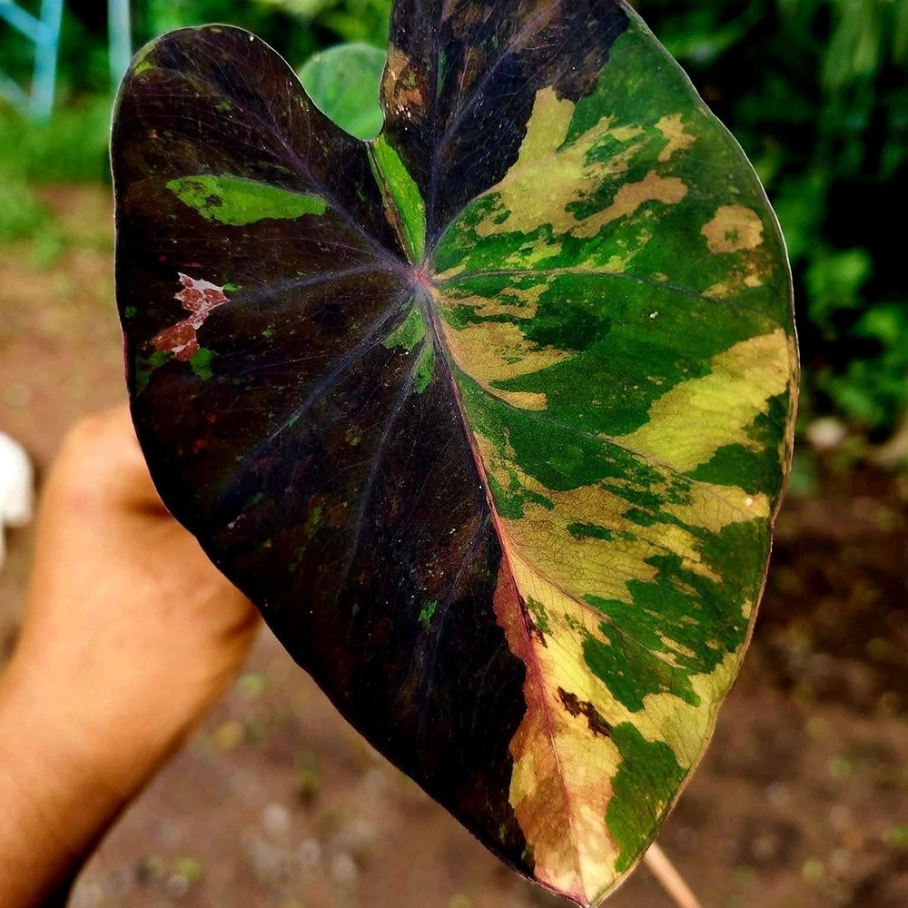 Colocasia Variegated Bulb Elephant Ear Episode One Tuber New Hybrid RARE