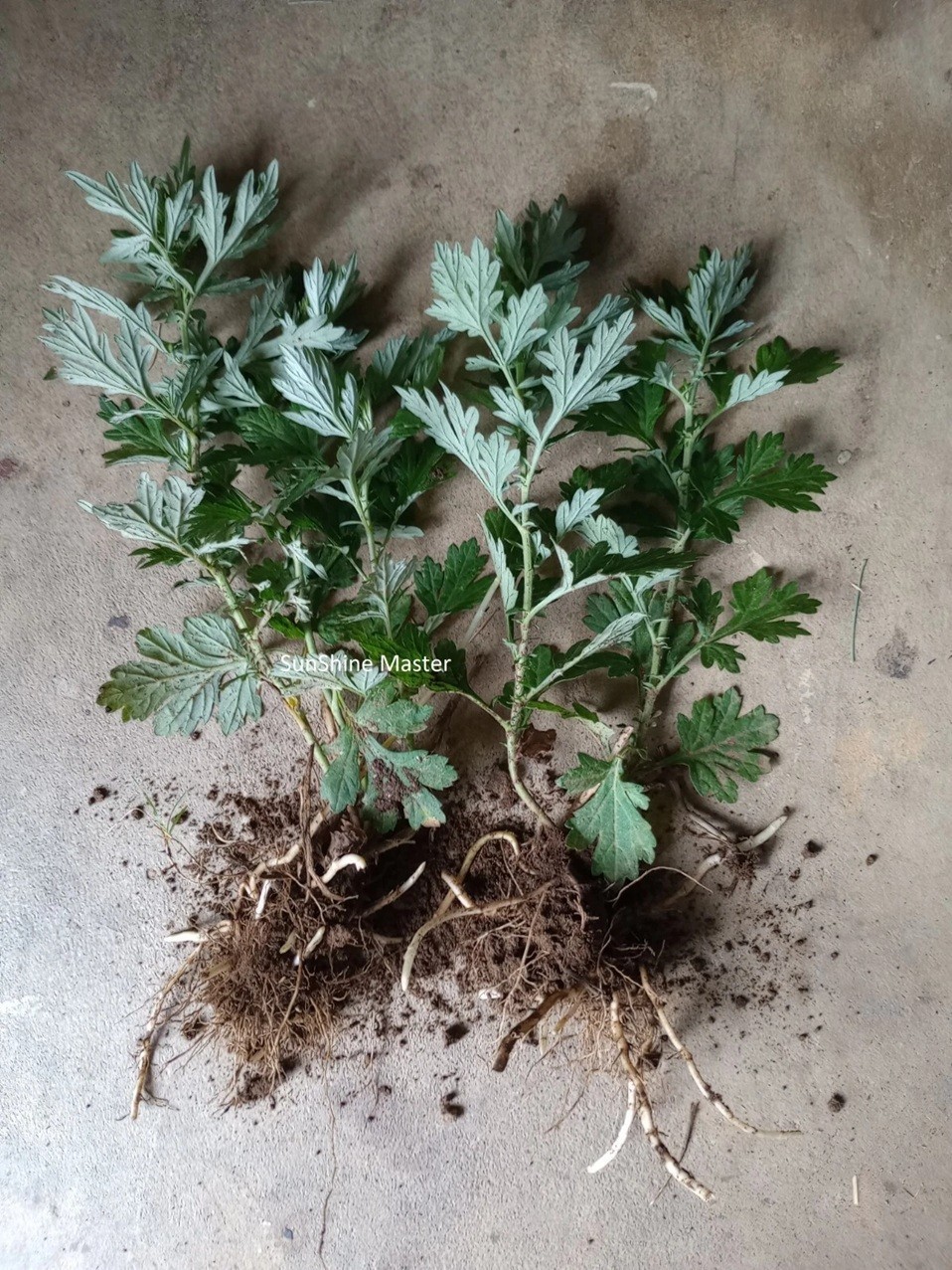 Live Mugwort Well Root Plants – Artemisia Argyi – Wormwood Herb – Ai Cao 艾草苗根