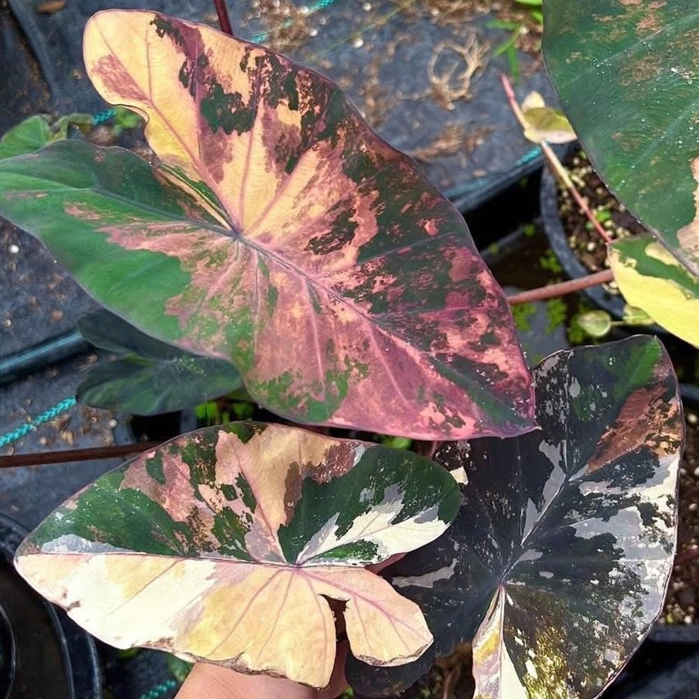 Colocasia Variegated Bulb Elephant Ear Episode One Tuber New Hybrid RARE