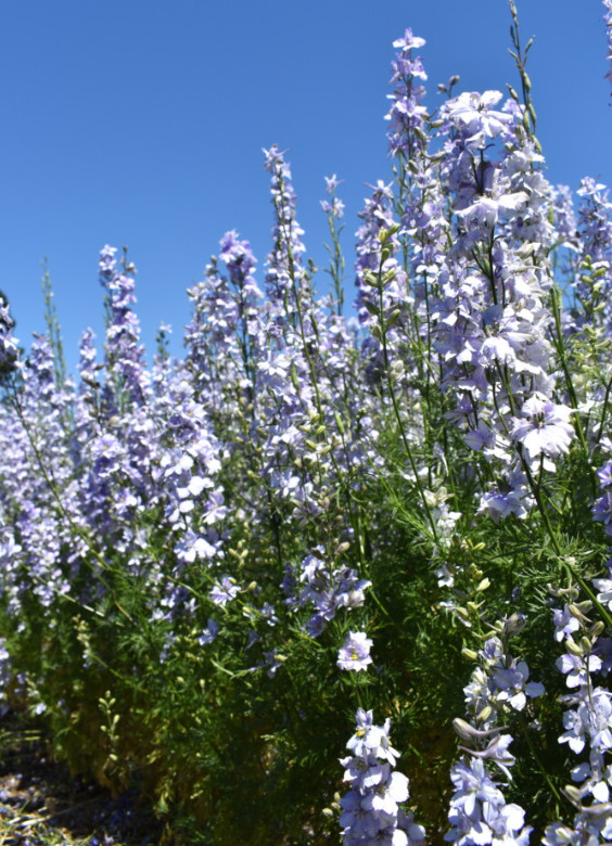 Rocket Larkspur Delphinium PASTEL MIX Blue Pink Pollinators Non-GMO 500 Seeds!