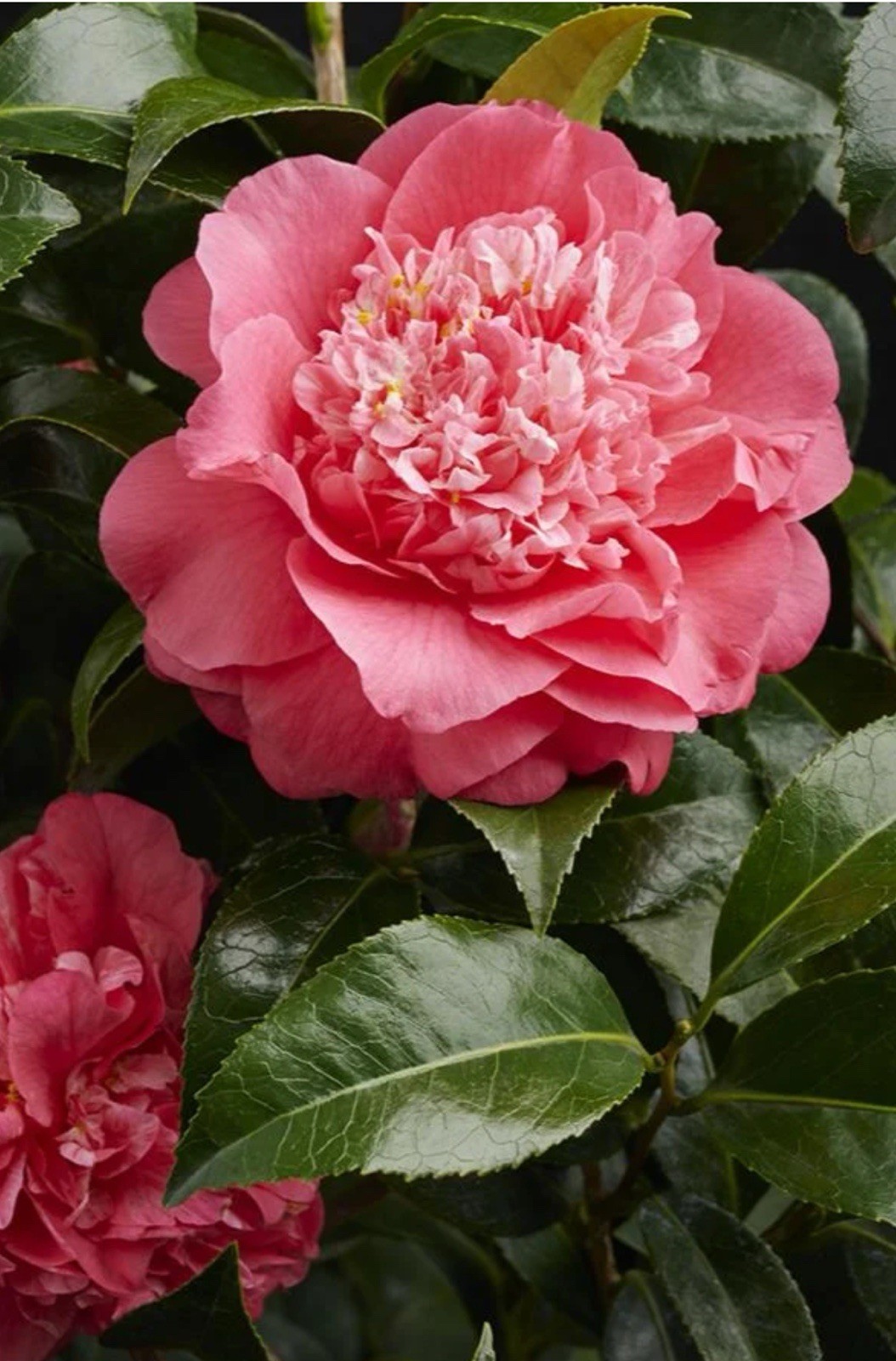 Kumasaka ~~Camellia Japonica–Live STARTER Plant–VERY UNIQUE BLOOMS!