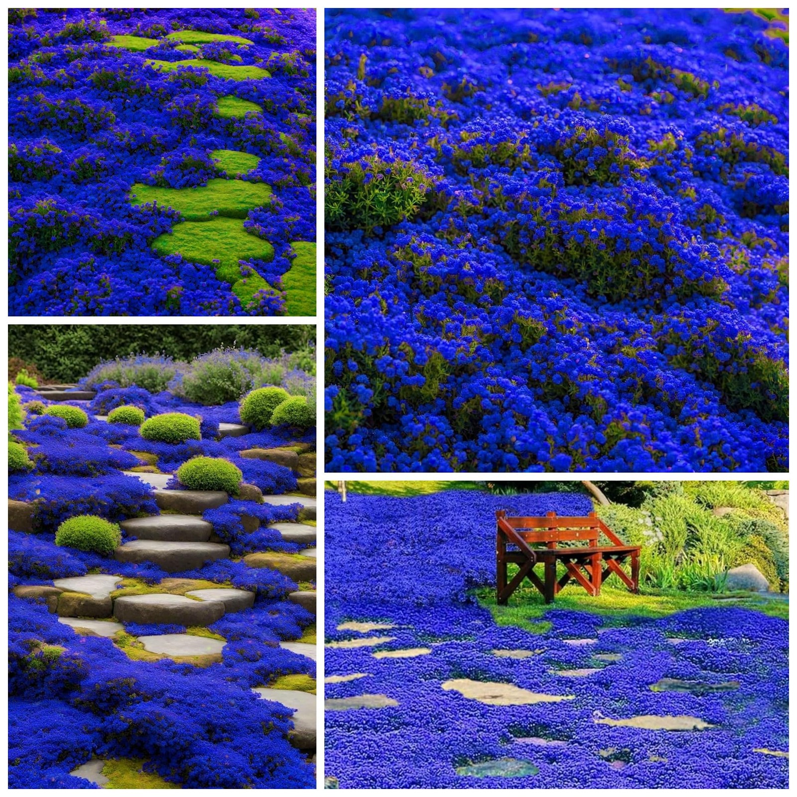 30000+ Creeping Thyme Seeds for Planting Perennial Seed