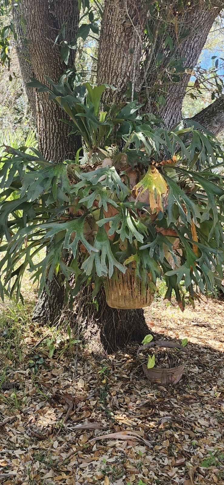 HUGE Staghorn Fern 6 FEET+ WIDE -Tampa/St. Petersburg area -you take down/pickup