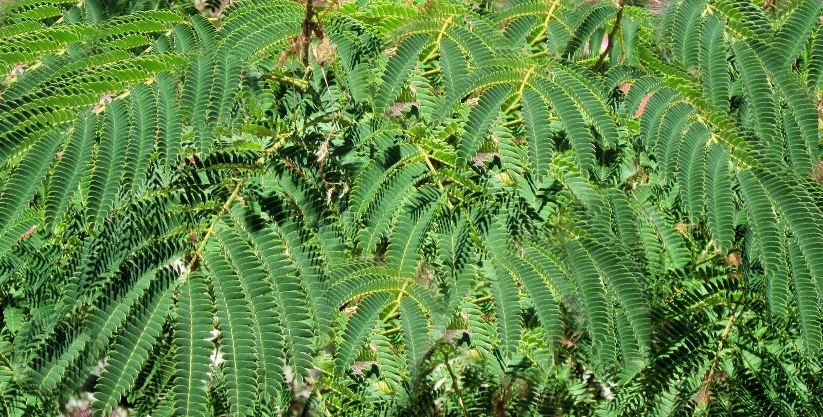 10 Seeds Enterolobium cyclocarpum Earpod tree Rare -Read Description
