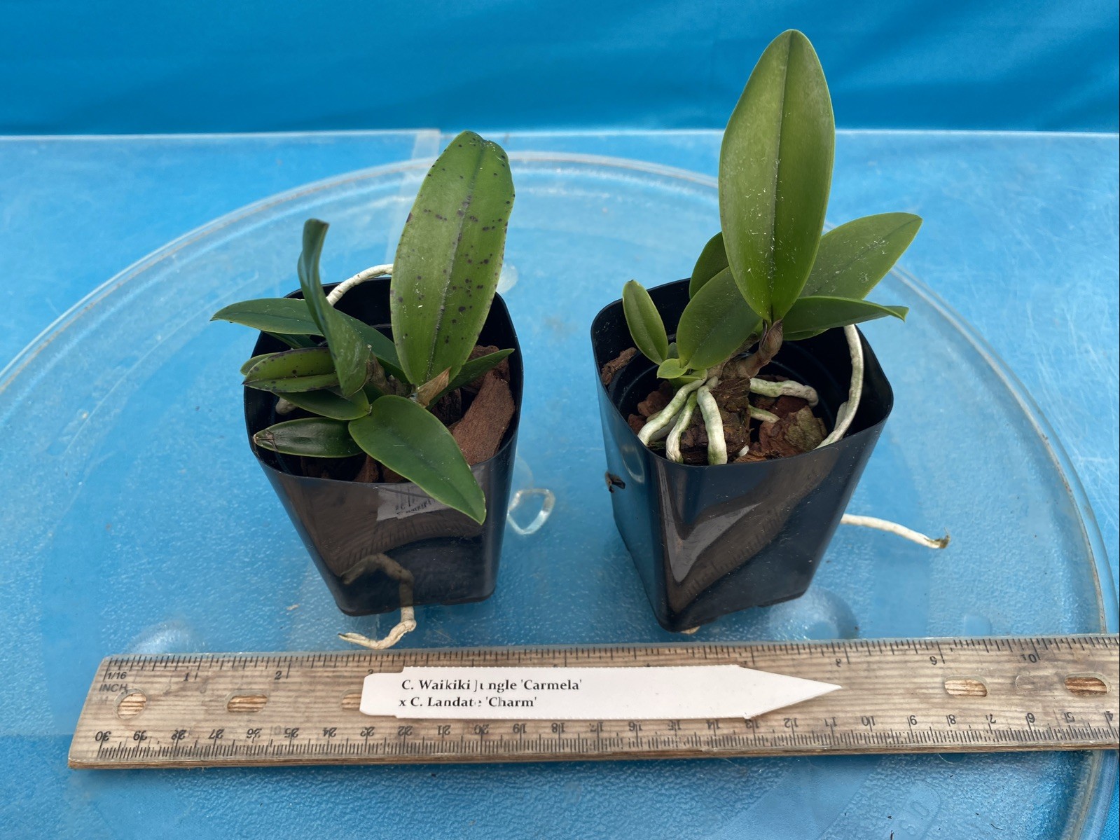 Cattleya Waikiki Jungle X Landate Spotty Charm Large Fragrant Flowers 2” Pot