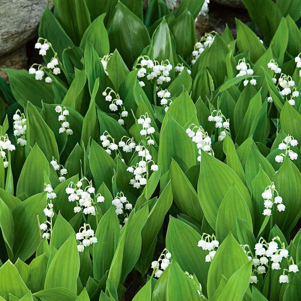 Lily of the Valley (Convallaria Majalis) Bare-root