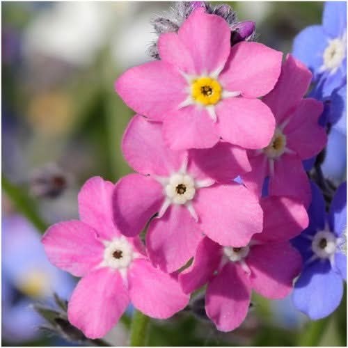 Mixed Forget-Me-Not Seeds For Planting (Myosotis alpestris)