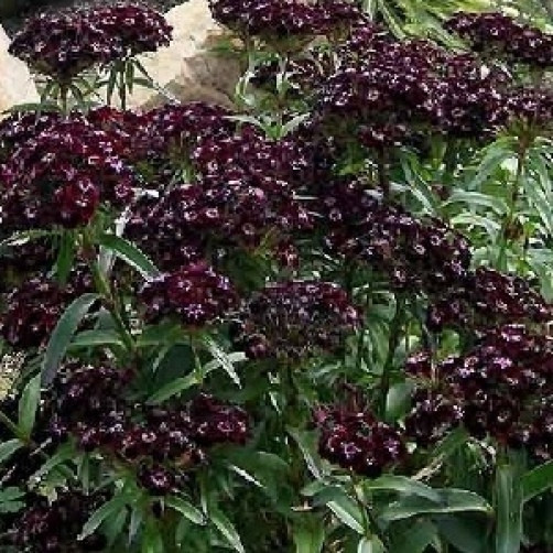 Dianthus barbatus nigriscens Sooty 15 seeds