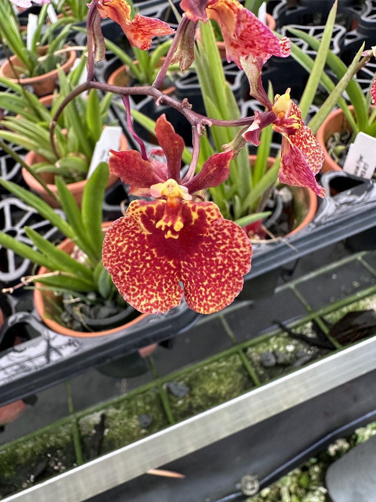 Three Different Tolumnia IN SPIKE! Equitant Orchid Plant Oncidium 3 Plants