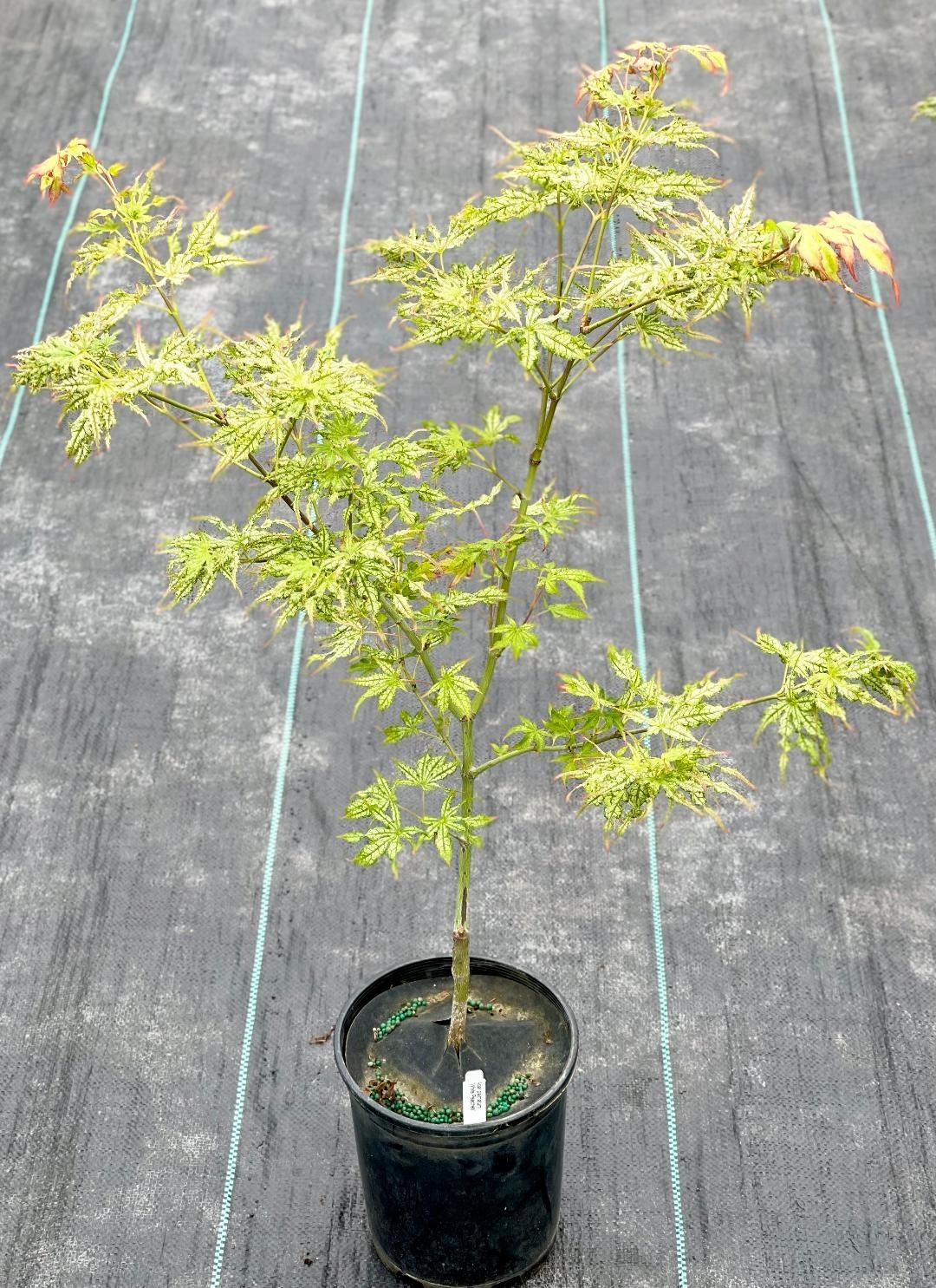 Acer palmatum ‘White Peaches’ (White Peaches Japanese Maple)