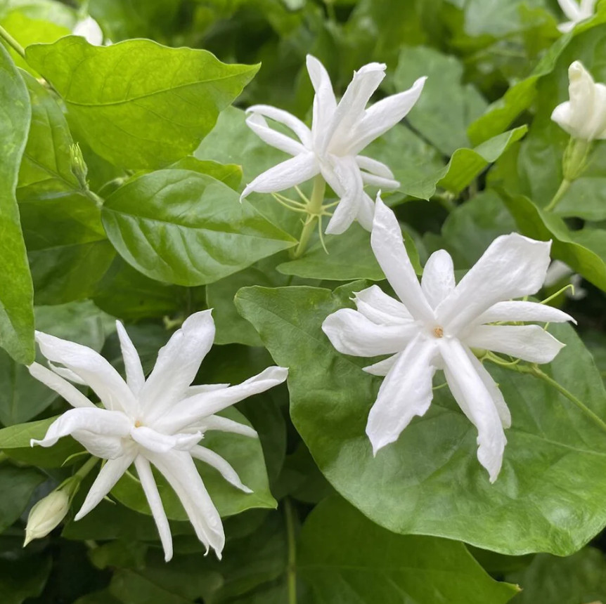Belle of India Jasmine Live Plant 4 to 8 Inc Tall-White Jasmine Plant
